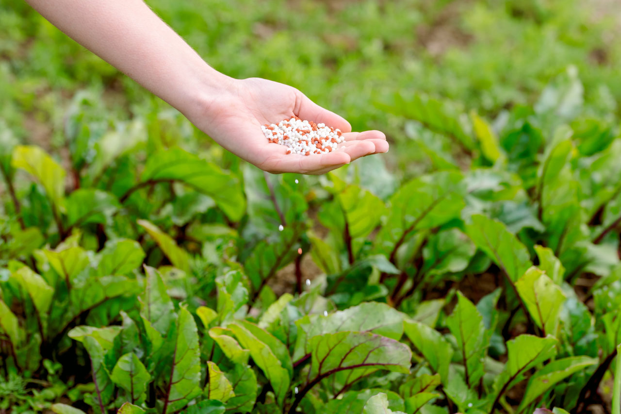 Comercio de insumos agrícolas: Allied Harvest